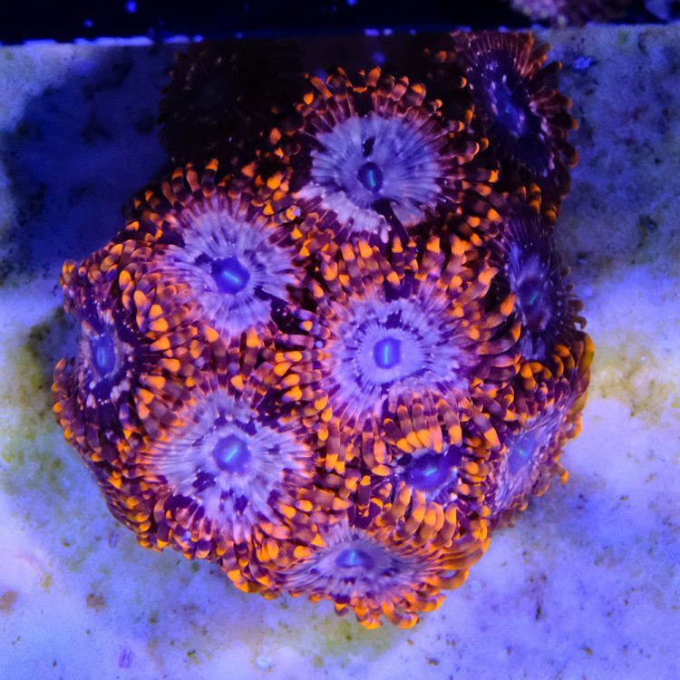 Utter Chaos Zoa