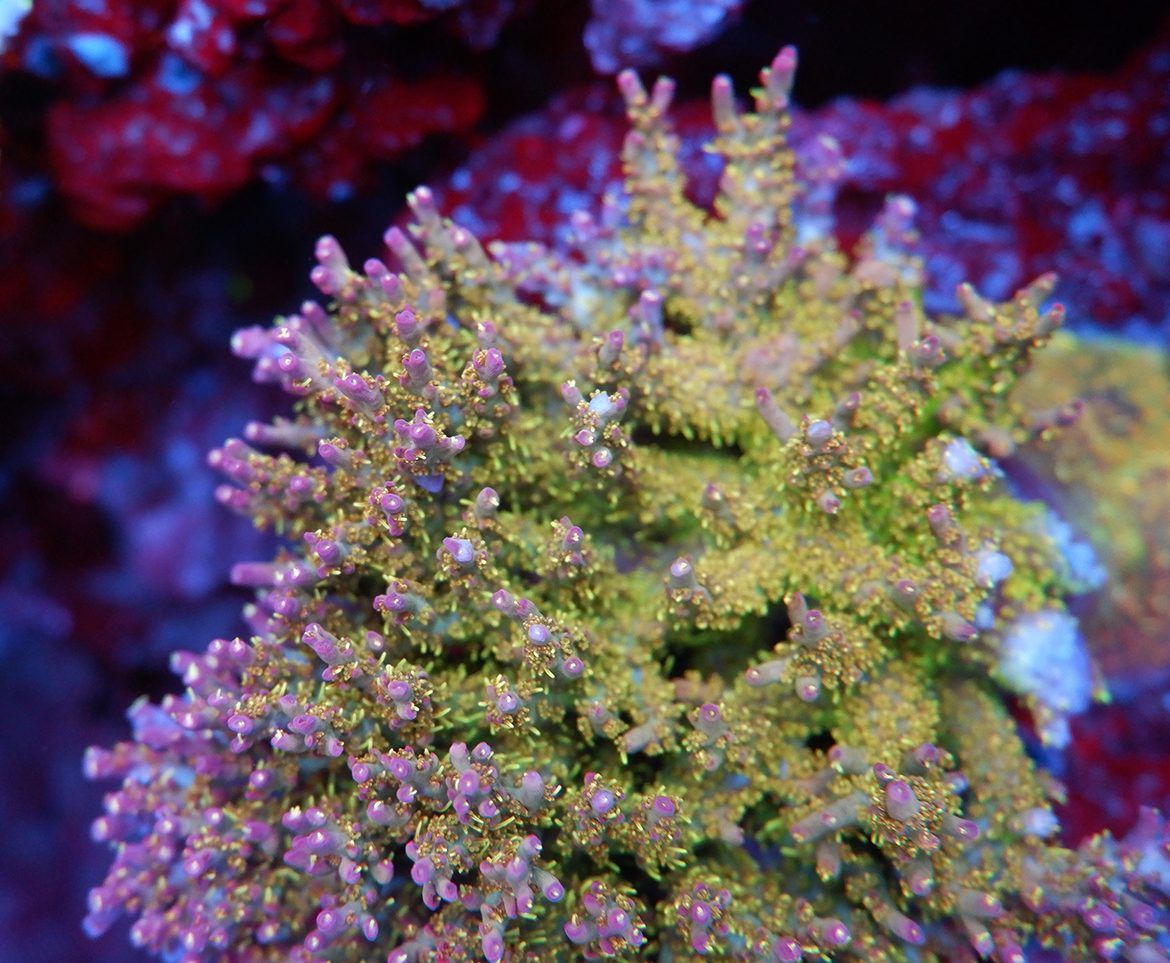Foto by : RainbowCoralReef  - www.instagram.com/rainbowcoralreef