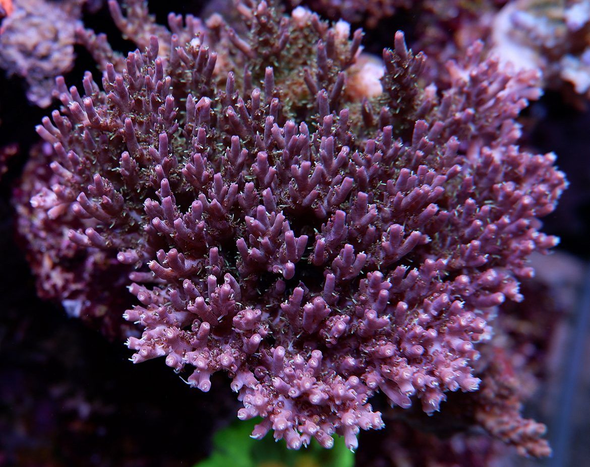 Foto by : RainbowCoralReef - www.instagram.com/rainbowcoralreef