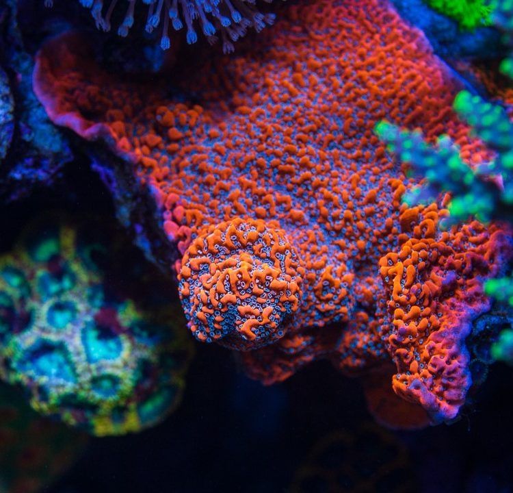 WWC Dragon Fruit Monti