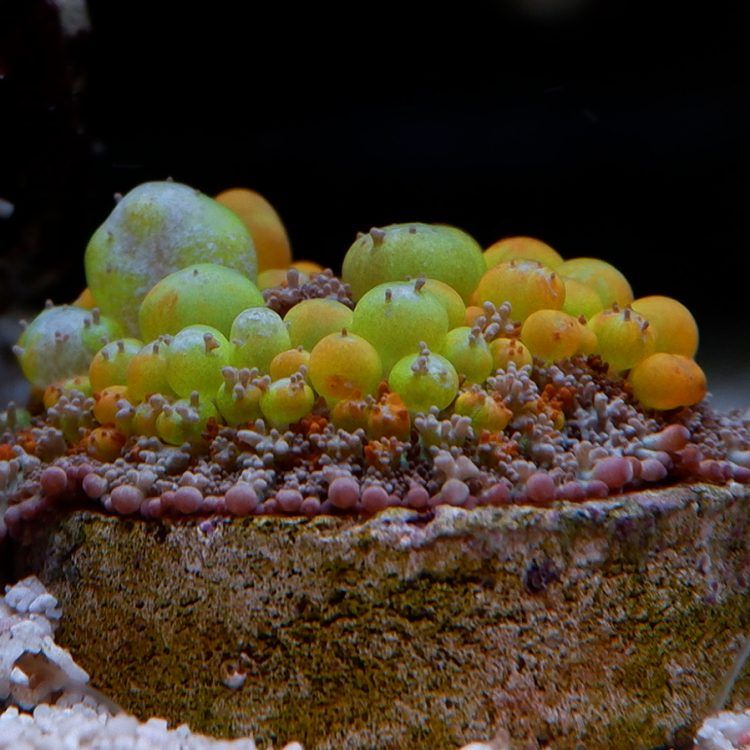 Foto by : RainbowCoralReef - www.instagram.com/rainbowcoralreef