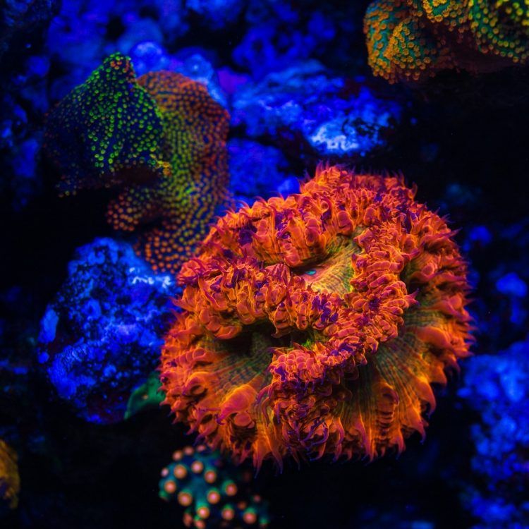 WWC OG Rainbow Blasto