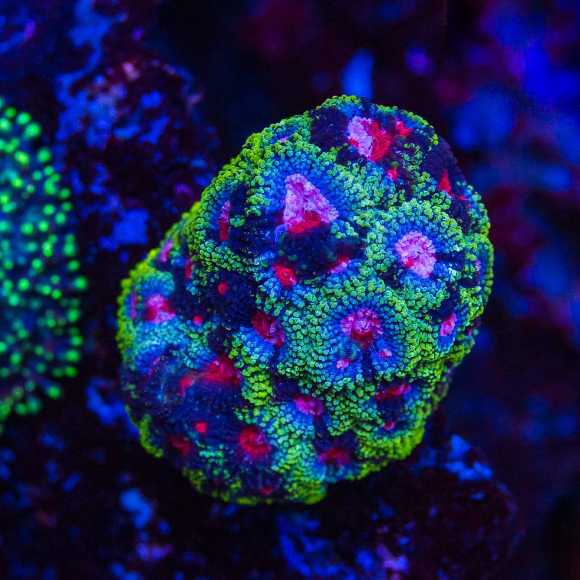 WWC Pink-O-De-Gallo Favia