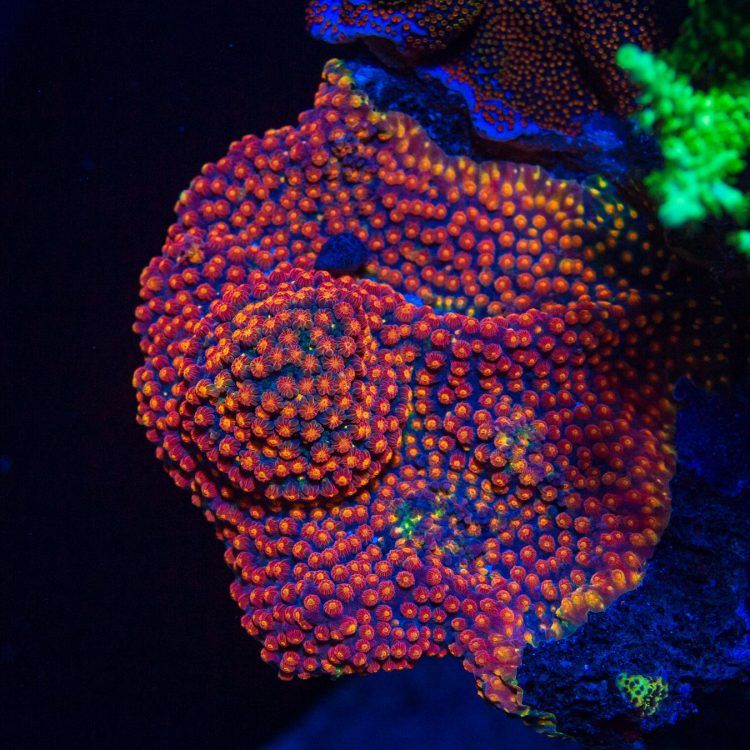 WWC Rainbow Madness Cyphastrea
