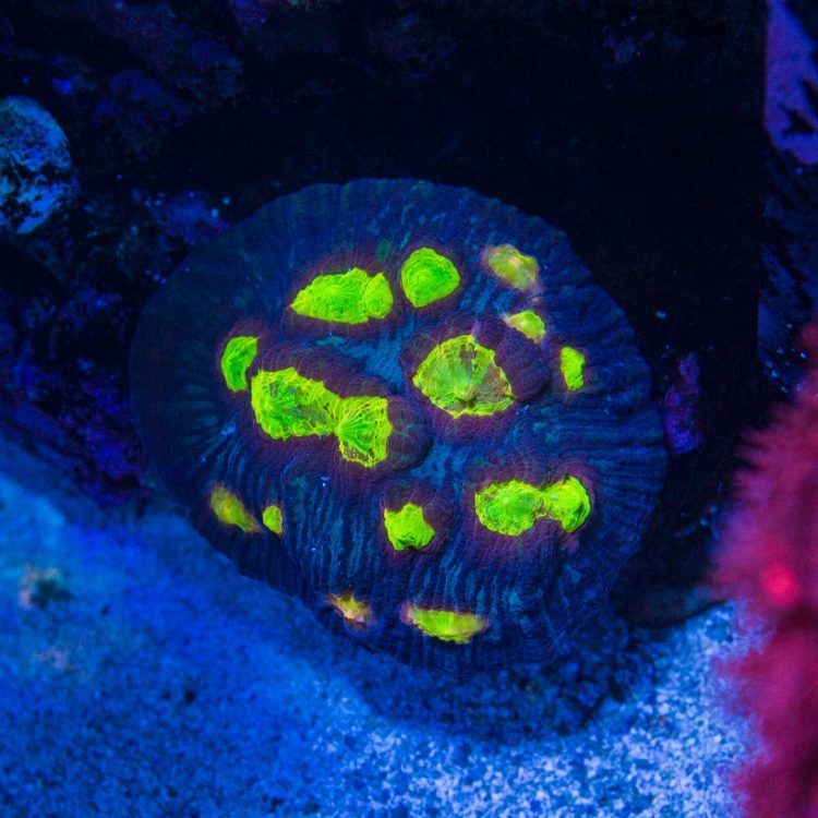 WWC  Sundrop Chalice