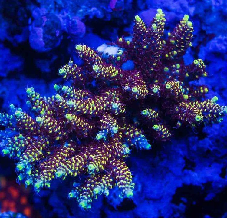 WWC Super Red Polyp Clathrata
