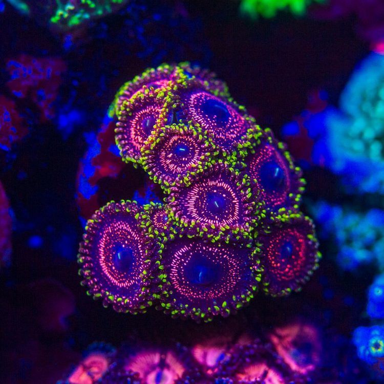 WWC Taser Zoa