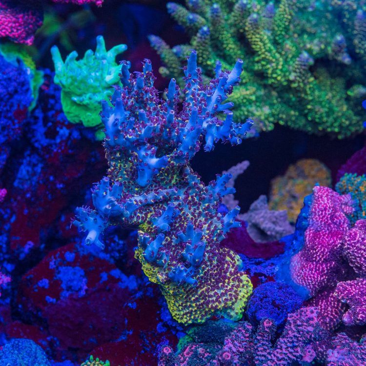 WWC Yellow Fever Acro