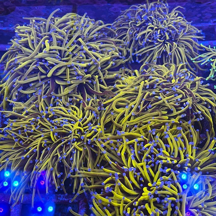 Foto by : Foto by: Eugen Dell - www.instagram.com/traumkorallen_und_meer/