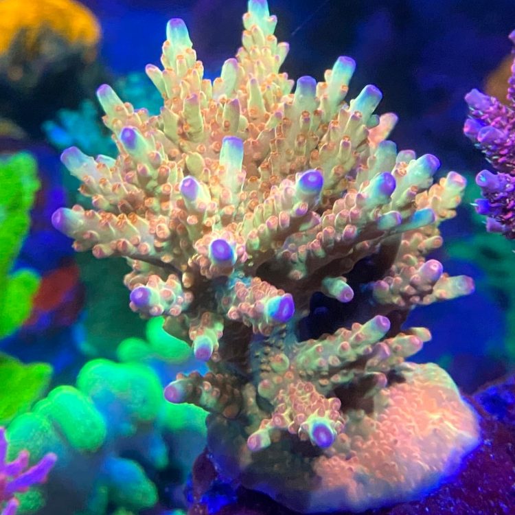 Foto by : Parksteiner Riff - https://www.instagram.com/parksteiner_riff/