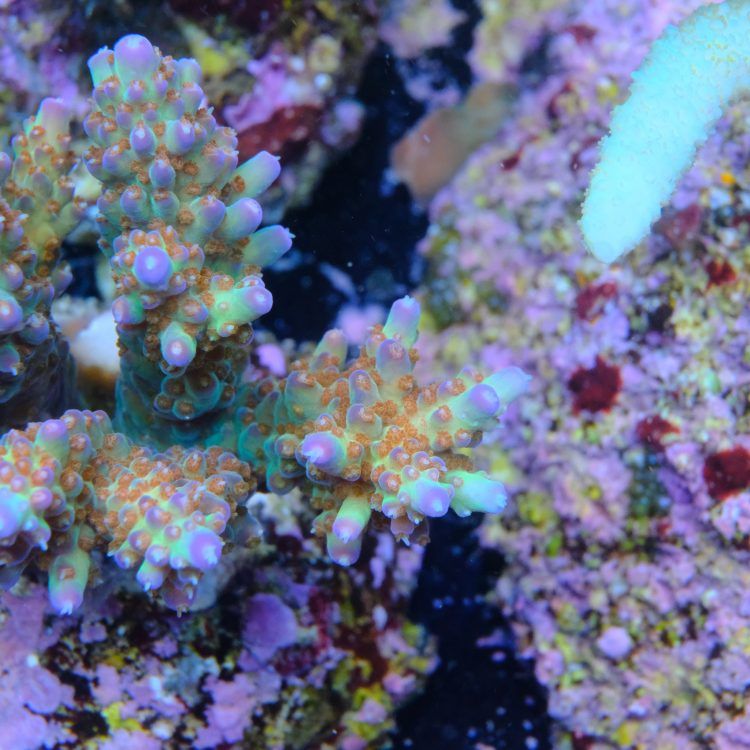 Foto by : Toms Korallen - www.toms-korallen.de