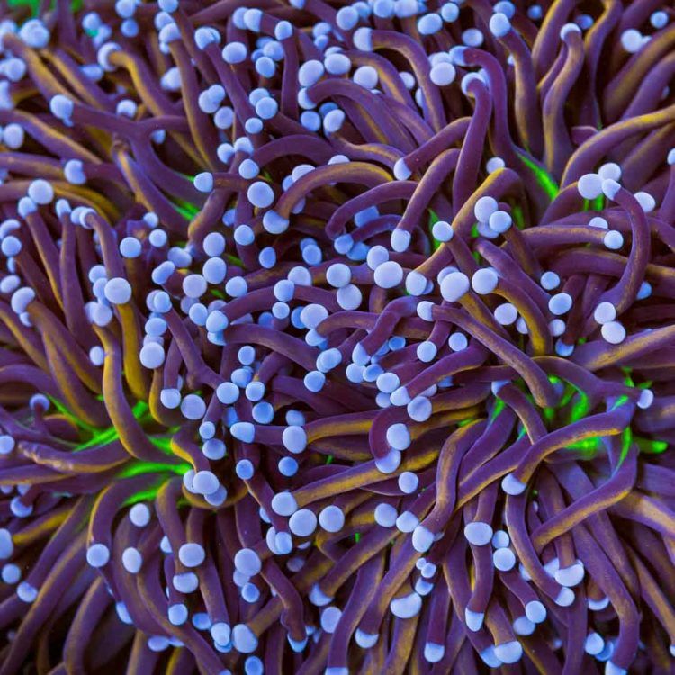 Foto by : WWC - World Wide Corals - www.worldwidecorals.com