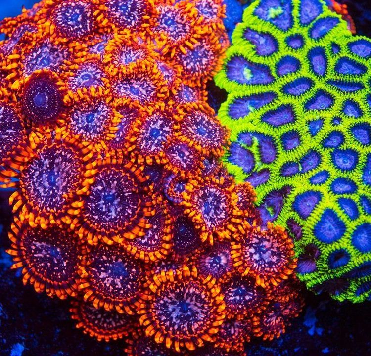 Utter Chaos Zoa