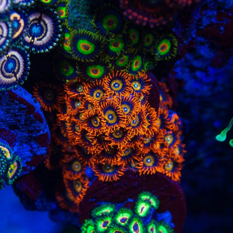 Foto by : WWC - World Wide Corals - www.worldwidecorals.com
