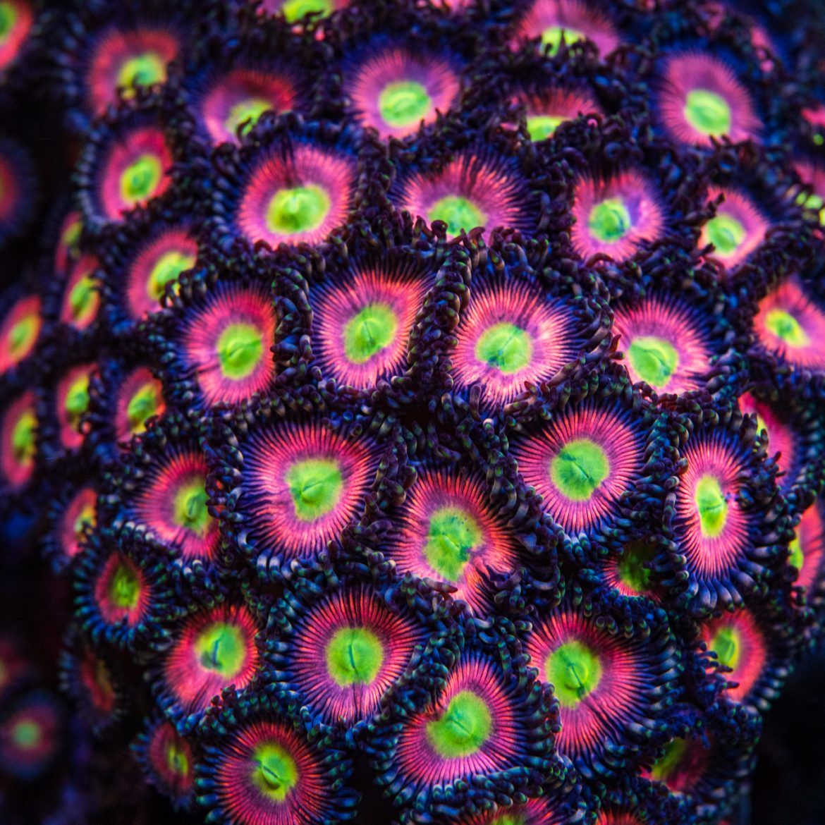 Foto by : WWC - World Wide Corals - www.worldwidecorals.com