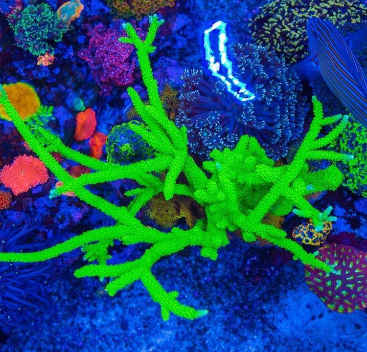 Foto by : WWC - World Wide Corals - www.worldwidecorals.com