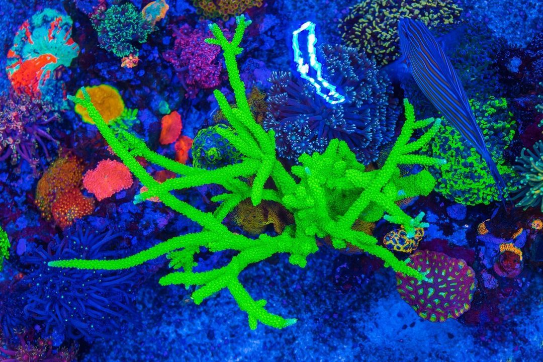 Foto by : WWC - World Wide Corals - www.worldwidecorals.com